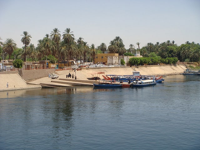 date palms