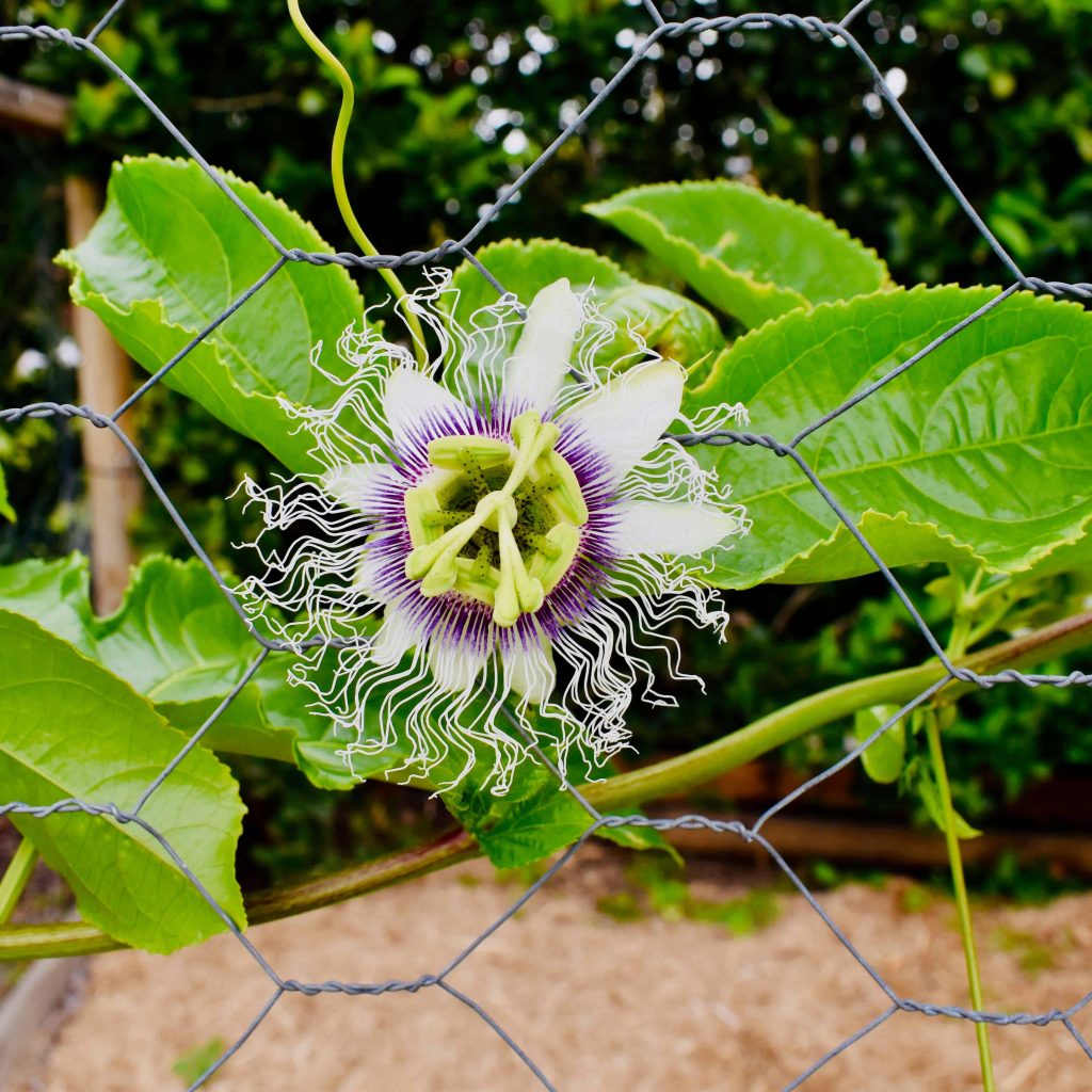 passionfruit flower