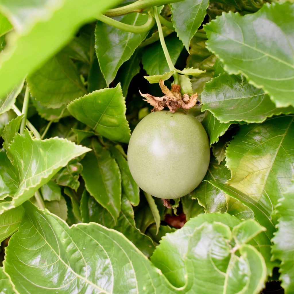 passionfruit on vine