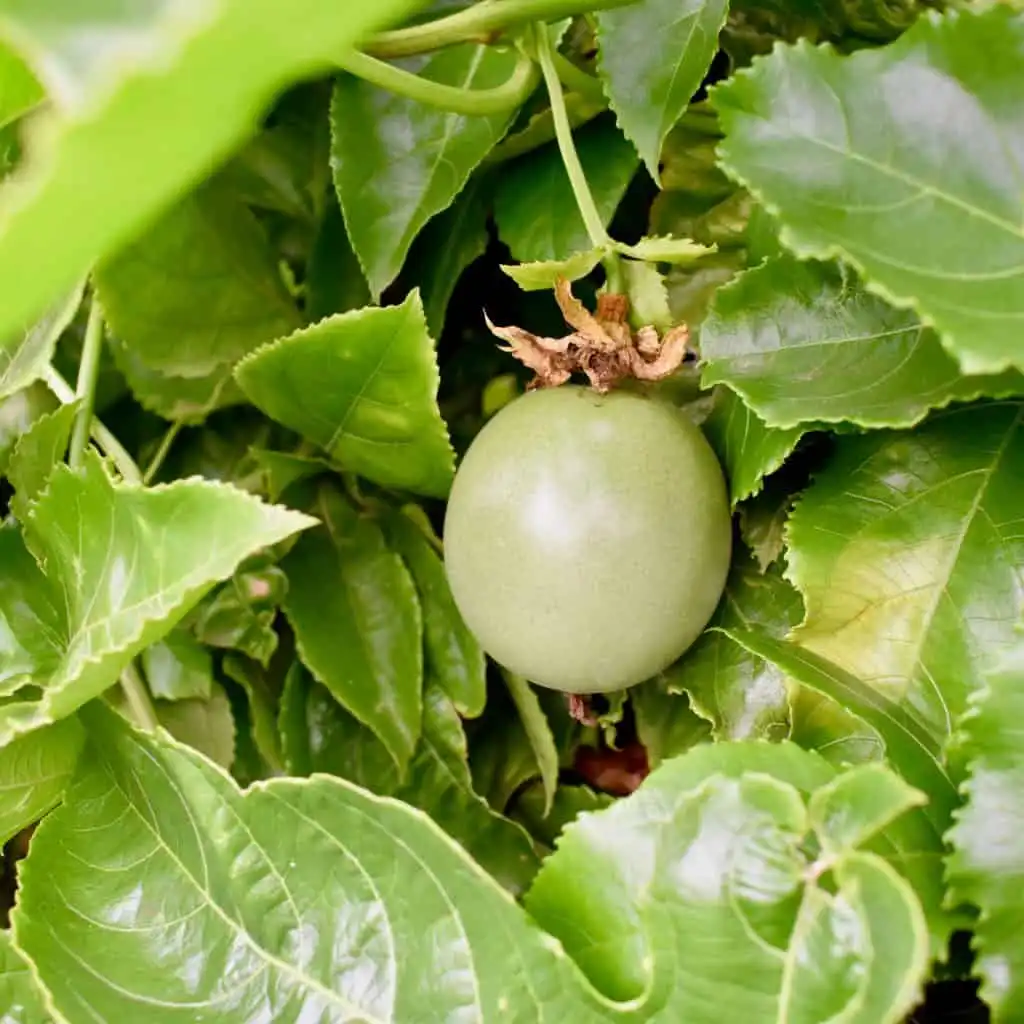 passionfruit on vine