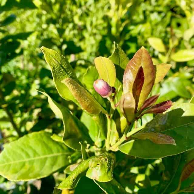 lemon tree buds