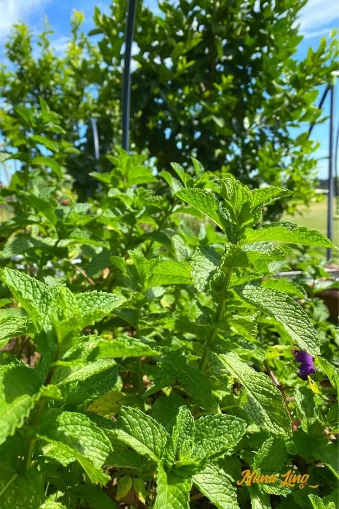common garden mint used in this mint sauce