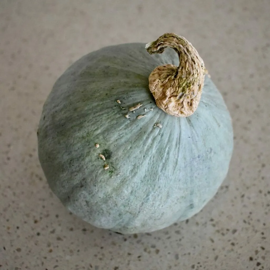 small blue pumpkin for croquettes