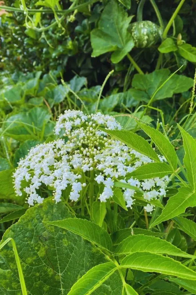 elderflower