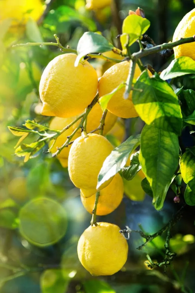 lemon tree