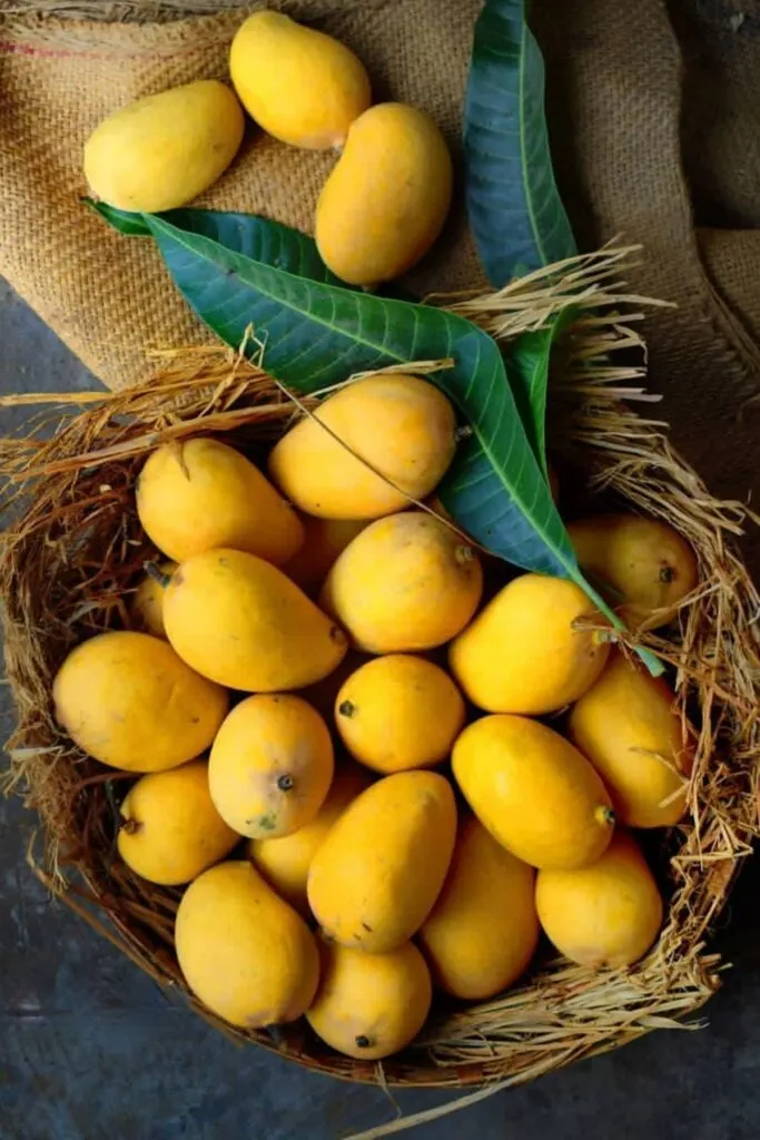 mangoes for mango fool
