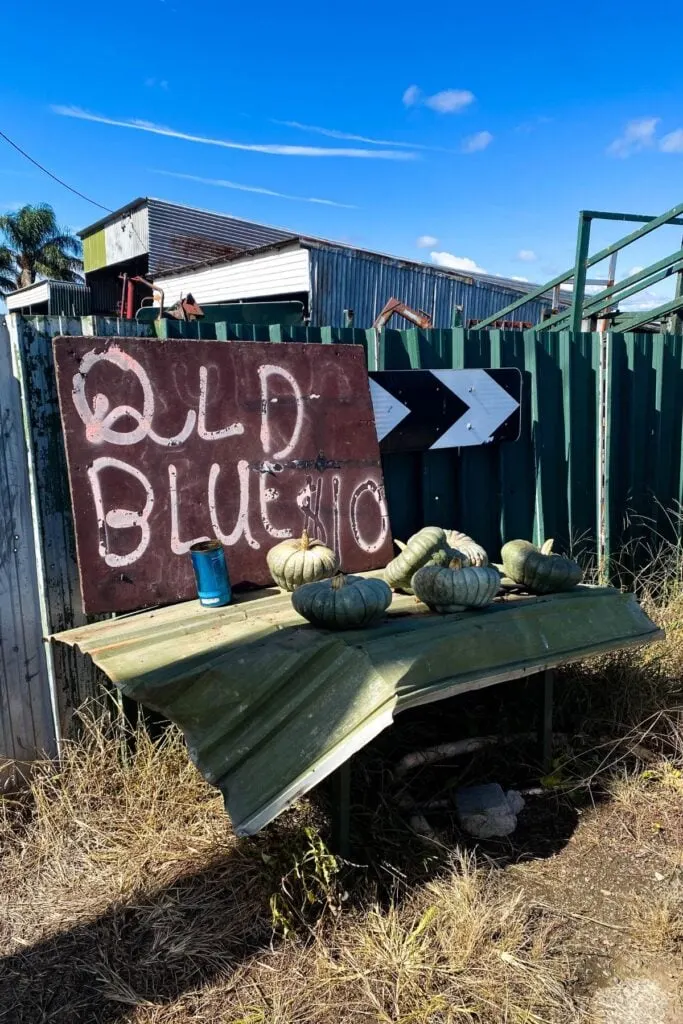 pumpkin stall 1