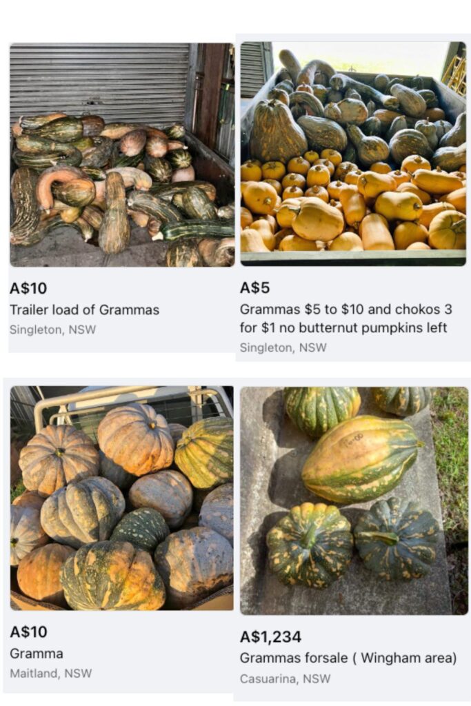 Facebook ads for gramma pumpkins.