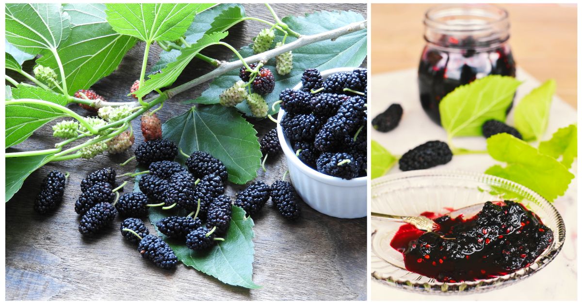 Mulberry Jam Recipe | No Pectin - Karinokada
