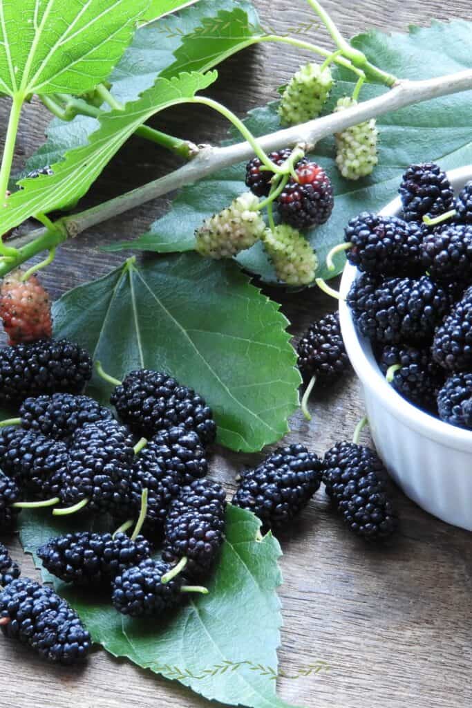 Moolberry Mulberry Recipes | Cooking with Nana Ling